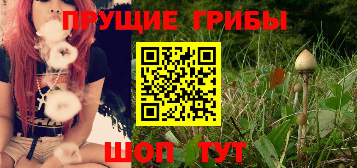 Псилоцибиновые грибы мицелий  Славянск-на-Кубани  Псилоцибиновые грибы Psilocybe 